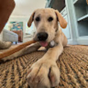 Meet your Posher, Shane